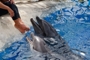 usa_tag16_010