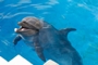 usa_tag16_011