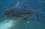 usa_tag16_020