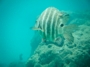 usa_tag20_002