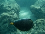usa_tag20_006