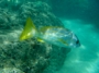 usa_tag20_007