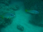 usa_tag20_009