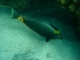 usa_tag20_010