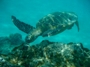 usa_tag20_012