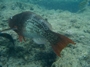usa_tag20_015